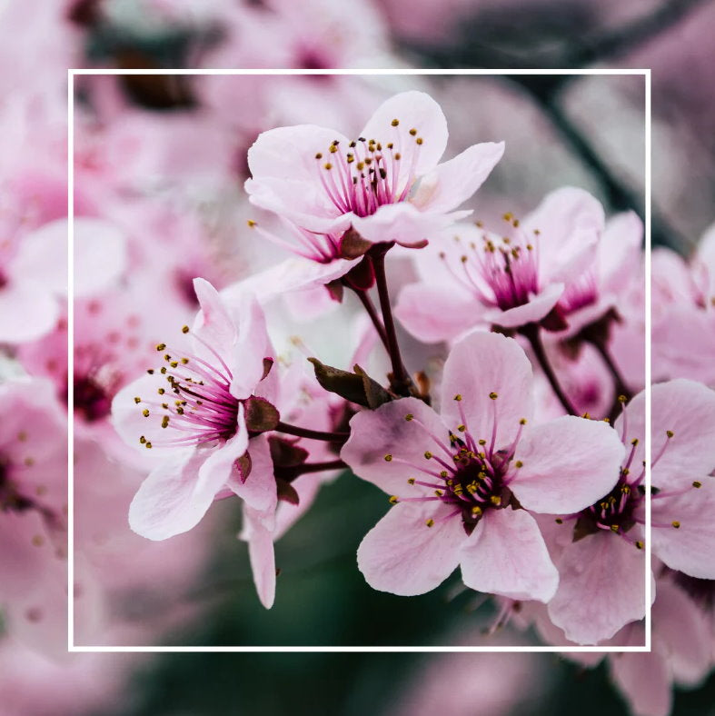 Rosy Gold Double Scented Candles Large Rose Gold Cherry Blossom - Makeup Warehouse Australia